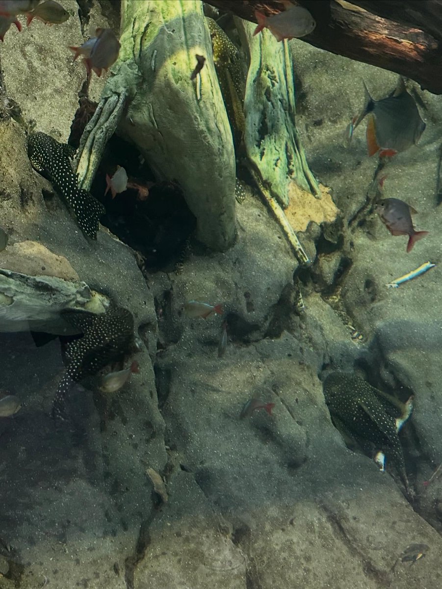EmmyMiller457's tweet photo. I had a wonderful day at the aquarium 🐠 I saw so many stingrays, I was so happy 😖 https://t.co/1KIv6EbM5O