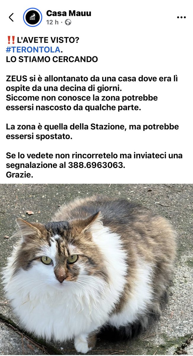 Questo è l'appello fatto per ZEUS dall'associazione che mi sta aiutando nella sua ricerca..se avete Facebook fate girare per favore🙏🏻