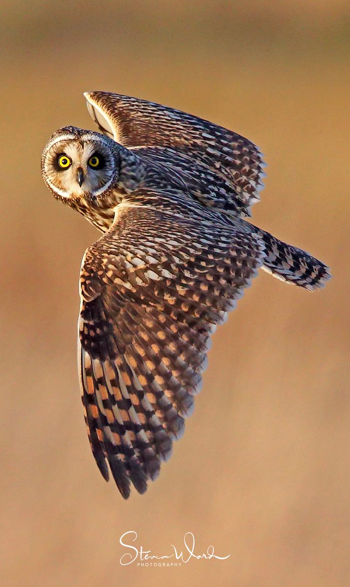 Steve Ward tweet media