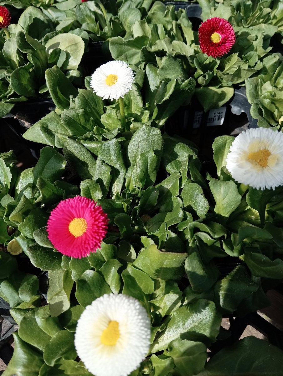 ryu ryu 🍥 ❌No DMs please🍥🐯🎹🎸 fx 🍚🌼🍺… (@ryuryu20981567