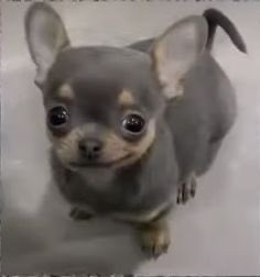 Esperemos sea una filtración real y una de esas donde el leaker quiera ganar vistas, como ya ha pasado otras veces con leaks anteriores 🙂