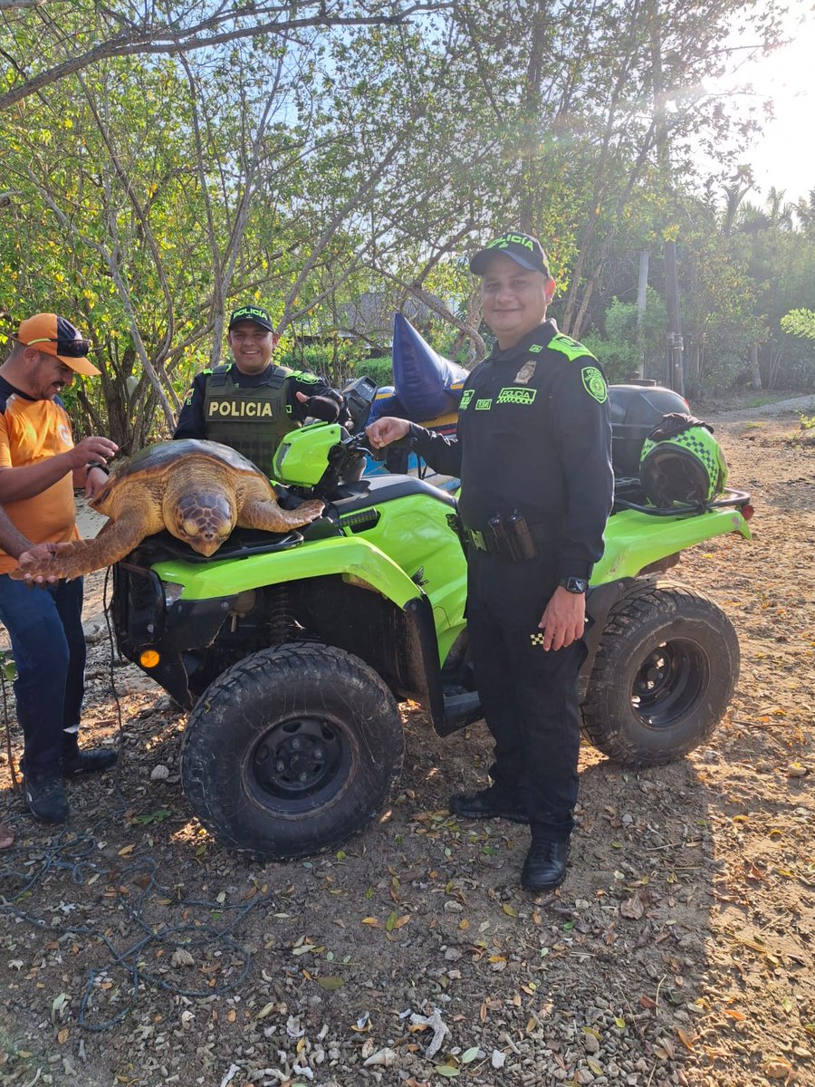 ProteccionPonal's tweet photo. En #Córdoba fue rescatada una tortuga carey que encalló debido a la marea alta, gracias al trabajo articulado con la @DefensaCivilCo 👮. https://t.co/aD2NbsDvkl