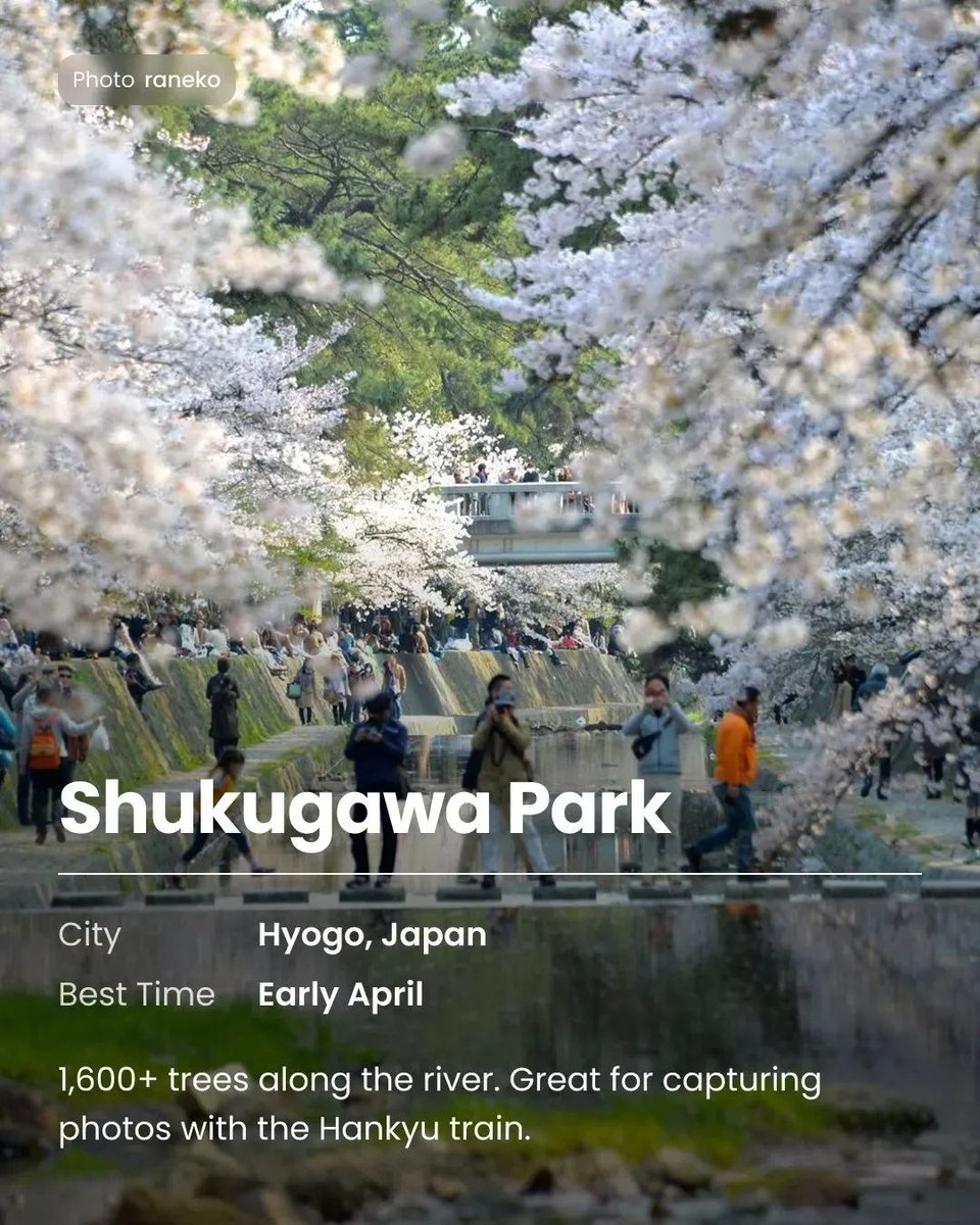 docentpro_sf's tweet image. Tired of battling crowds just to see a single tree? 🌸 

Get more travel collections and itineraries via link!
🔗 link.docentpro.com/EY2rtkiIl0b

#DocentPro #KoreaTrip #JapanTravel #Spring2026 #HiddenGems