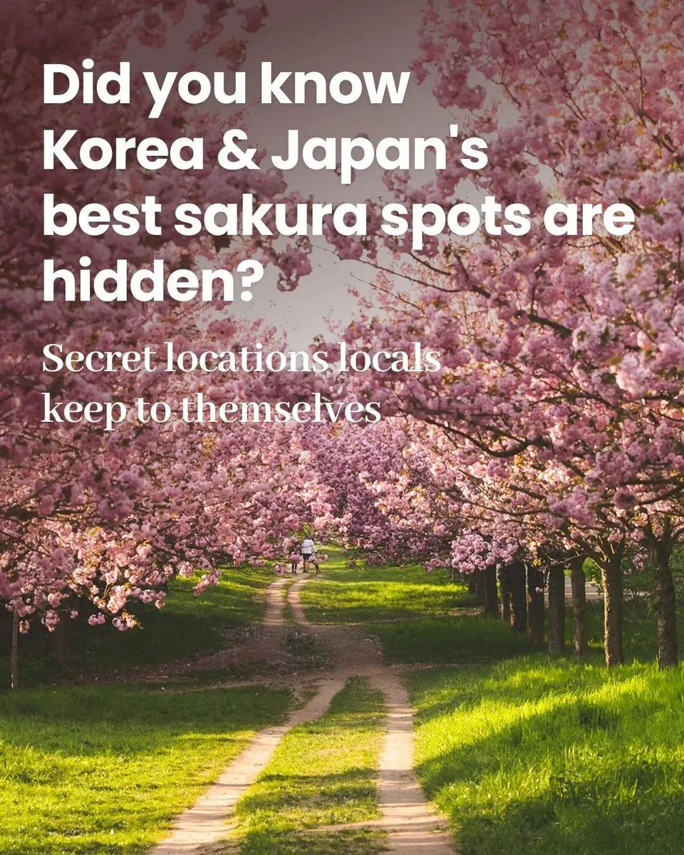docentpro_sf's tweet image. Tired of battling crowds just to see a single tree? 🌸 

Get more travel collections and itineraries via link!
🔗 link.docentpro.com/EY2rtkiIl0b

#DocentPro #KoreaTrip #JapanTravel #Spring2026 #HiddenGems