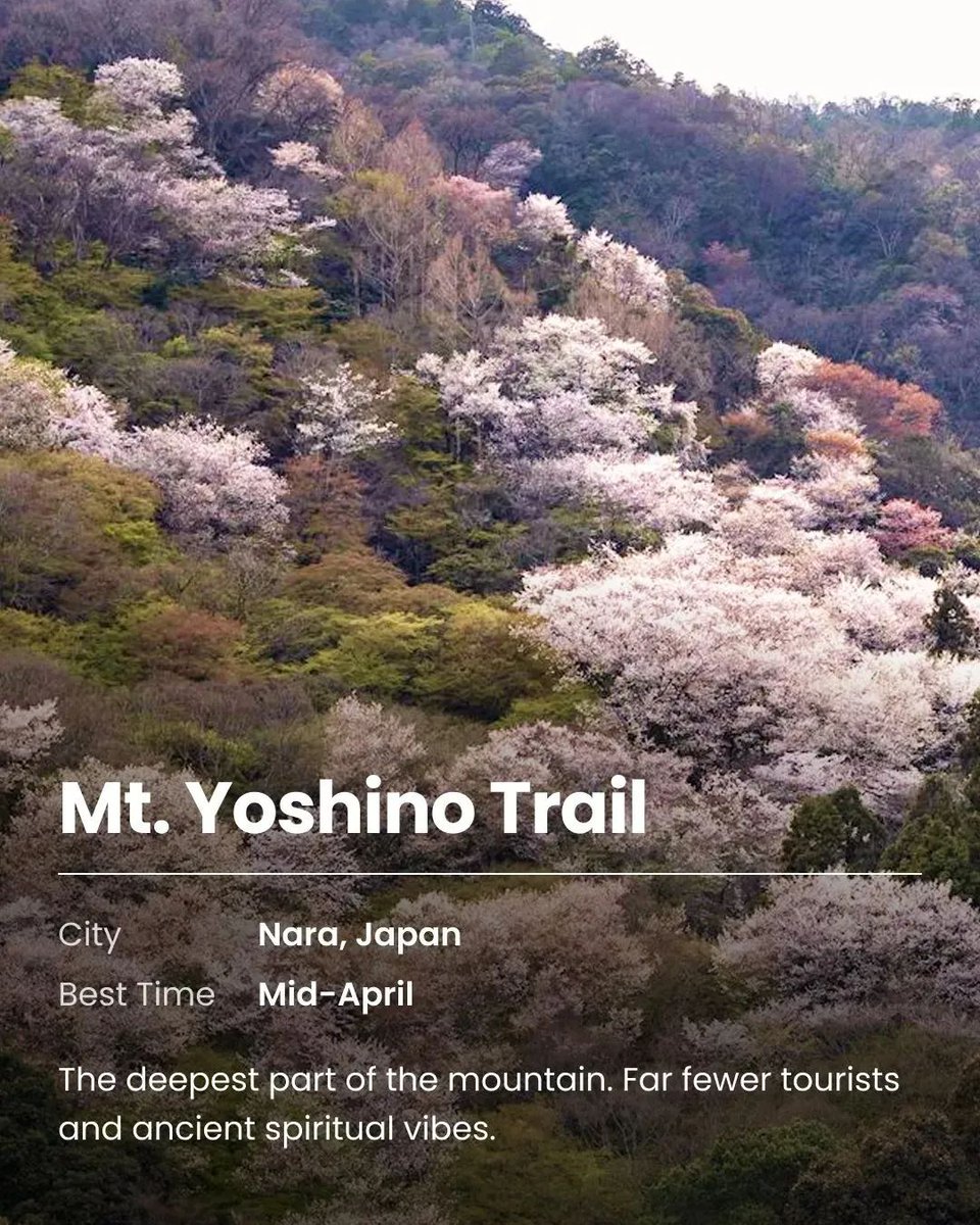 docentpro_sf's tweet image. Tired of battling crowds just to see a single tree? 🌸 

Get more travel collections and itineraries via link!
🔗 link.docentpro.com/EY2rtkiIl0b

#DocentPro #KoreaTrip #JapanTravel #Spring2026 #HiddenGems