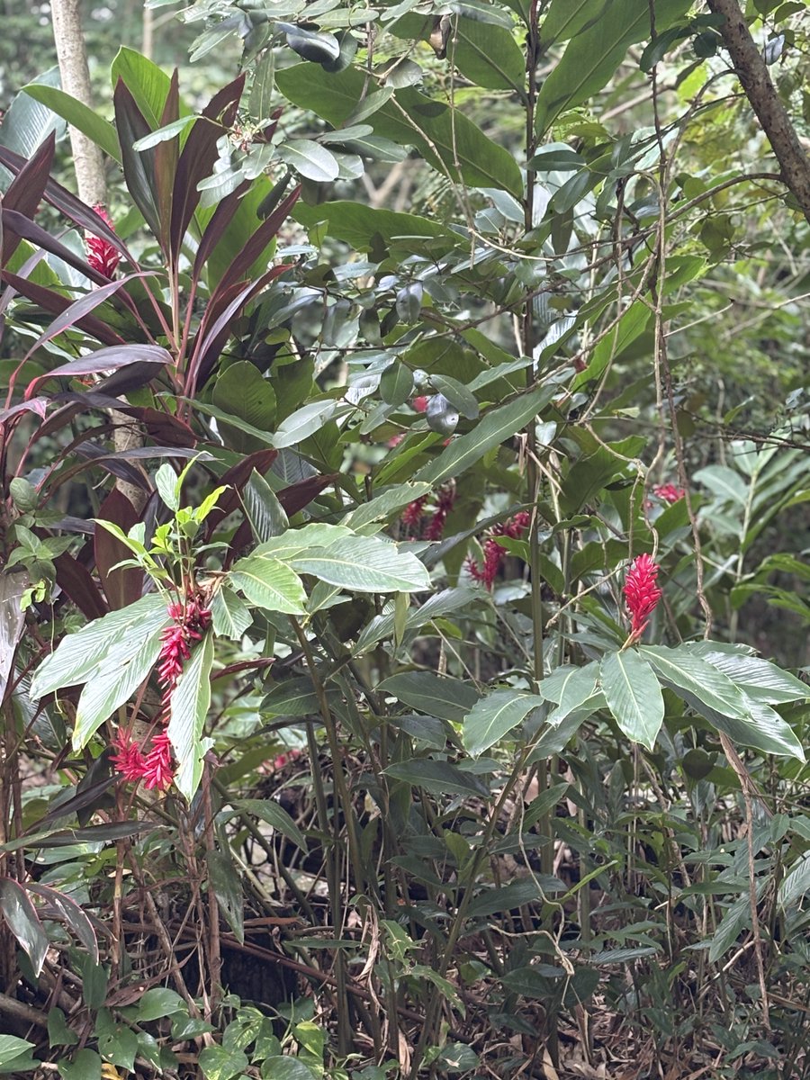 PabloSegarraEsq🇵🇷 tweet media