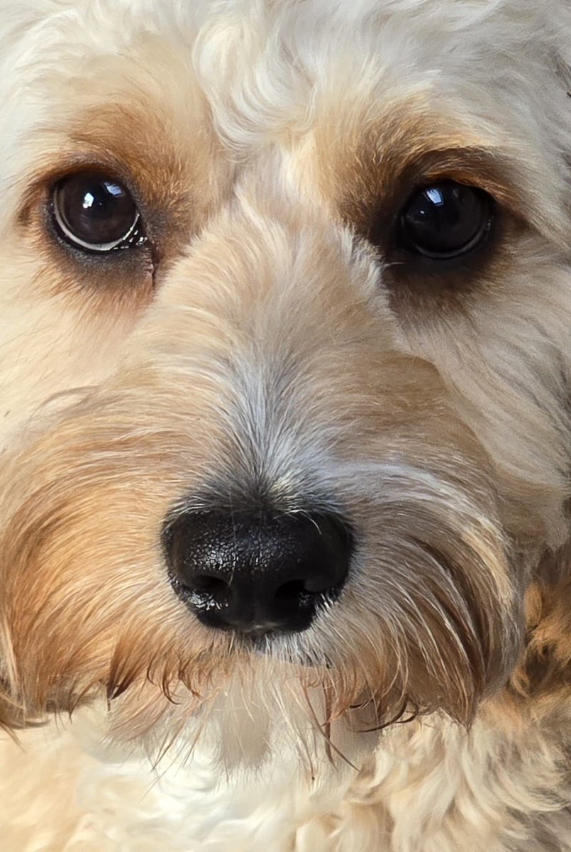 CharlieConwell_Author🇧🇪🇮🇪 tweet media