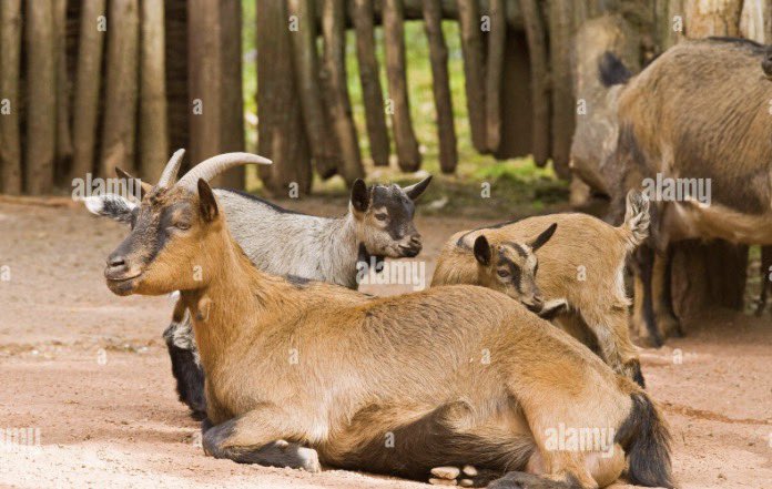 Kunmi Àgbà Farmer tweet media
