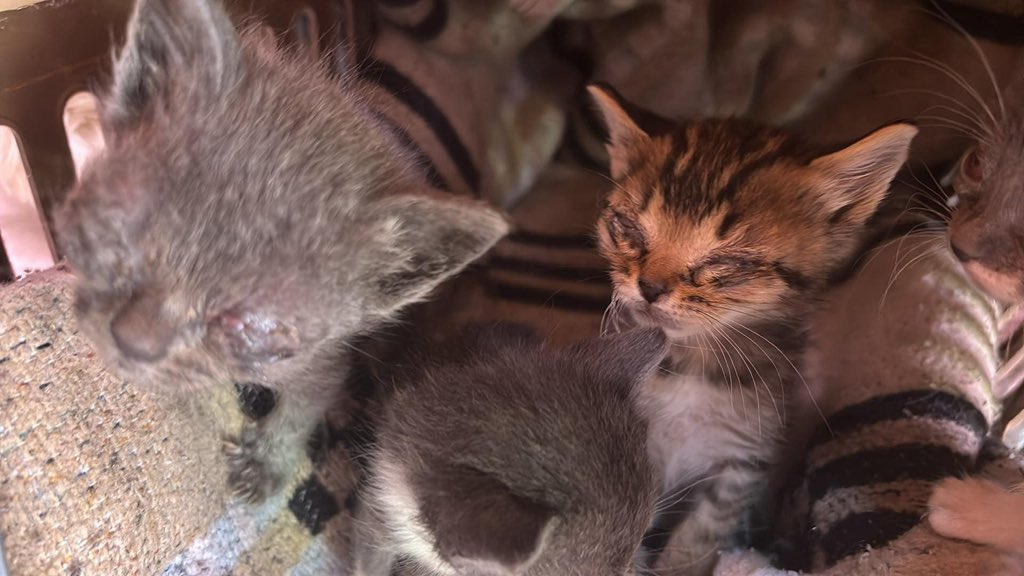 Mysta✨VtuberMama❤️🩹 tweet media