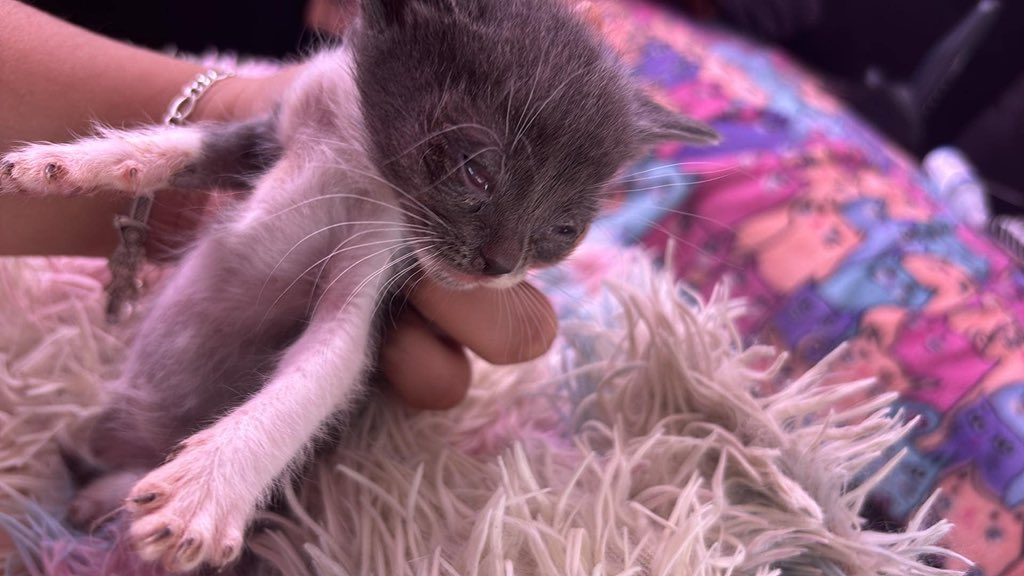 Mysta✨VtuberMama❤️🩹 tweet media