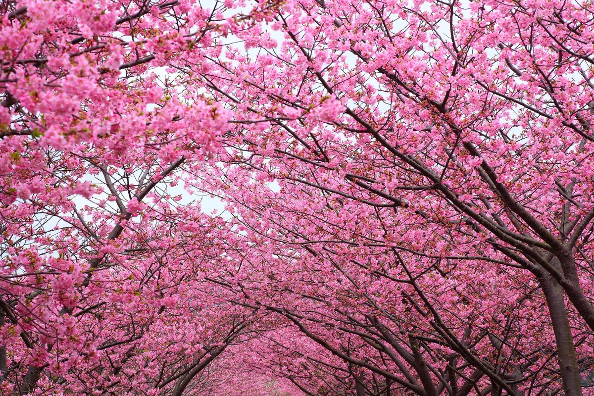 neverbecarlos's tweet photo. the best things in life are pink🩷 https://t.co/ZYQeeHq5F8