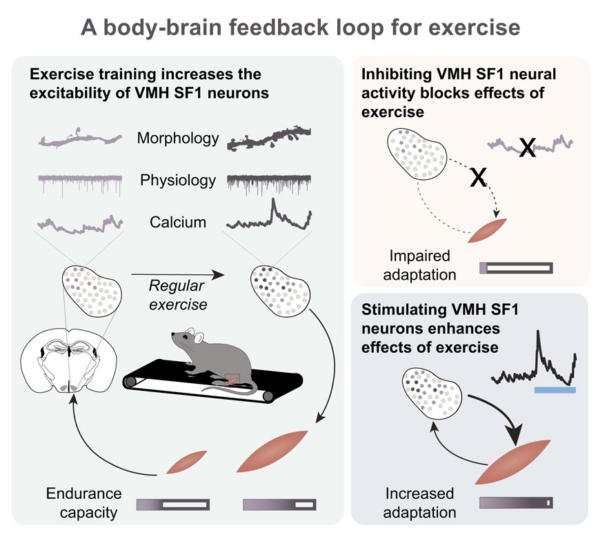 Cell Press tweet media