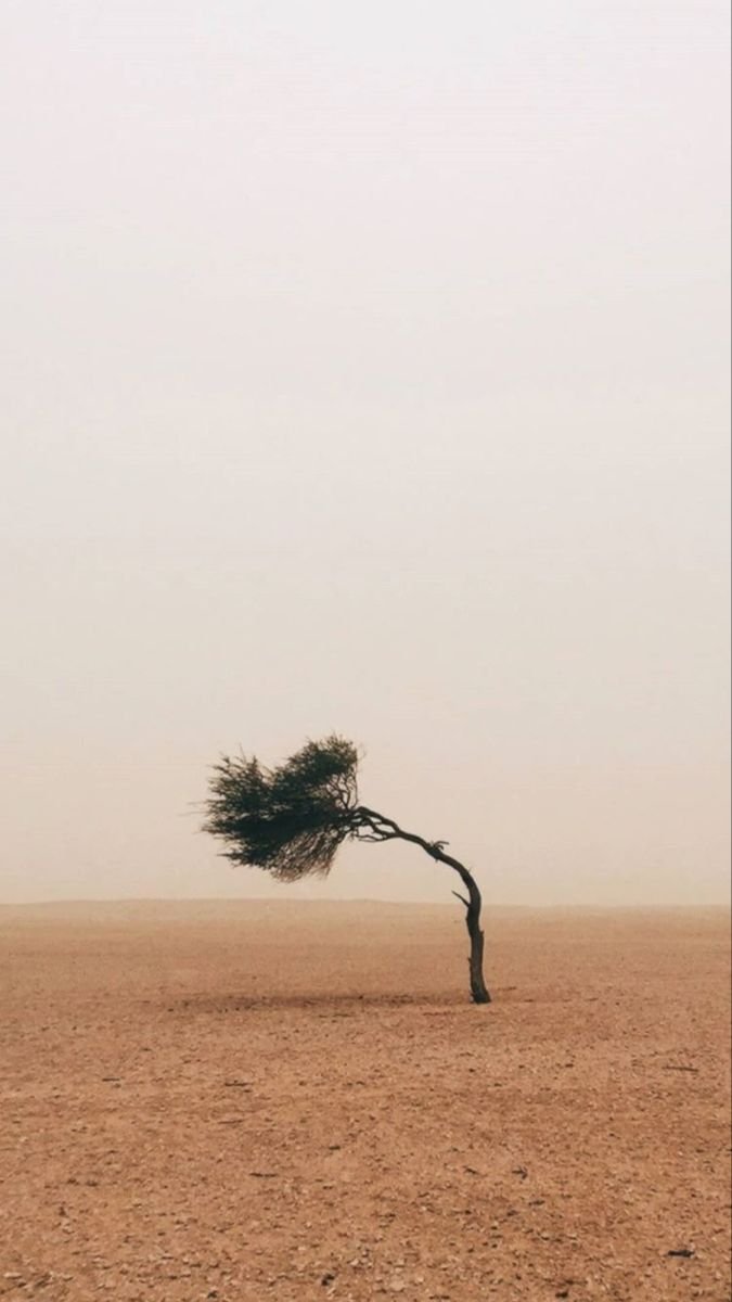 Melih Cevdet Anday, Rahatı Kaçan Ağaç:

Tanıdığım bir ağaç var
Etlik bağlarına yakın
Saadetin adını bile duymamış
Tanrının işine bakın

Geceyi gündüzü biliyor
Dört mevsimi, rüzgarı, karı
Ay ışığına bayılıyor
Ama kötülemiyor karanlığı

Ona bir kitap vereceğim
Rahatını kaçırmak