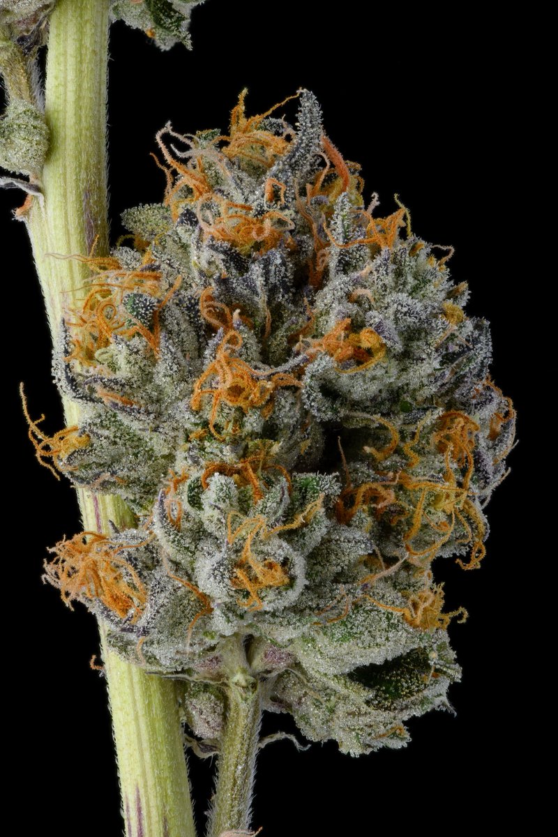 Khalifa Kush tweet media