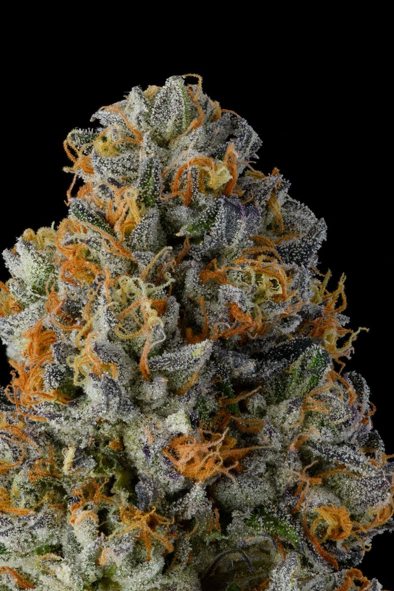 Khalifa Kush tweet media