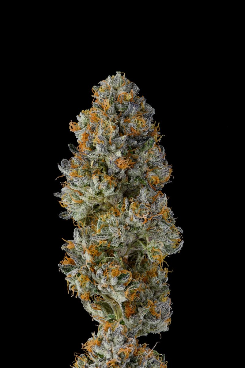 Khalifa Kush tweet media