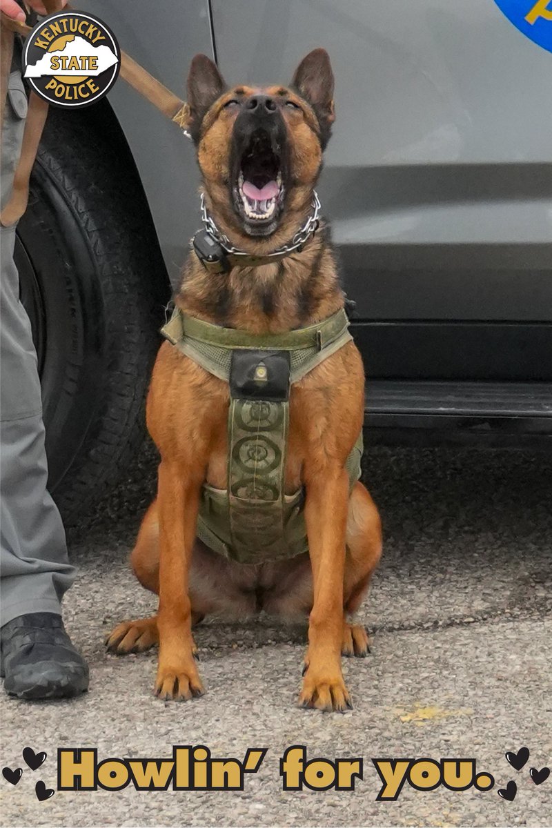 kystatepolice's tweet image. All heart. All mission.
K9s on the ground, aircraft in the sky, and Hazardous Devices Investigators ready when called, because protecting Kentucky is what we love most. 🚁🐾 #KentuckyStatePolice #ValentinesDay