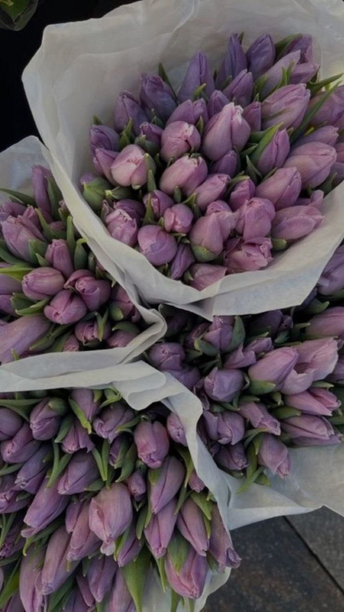violettweets_'s tweet image. aster or tulips?