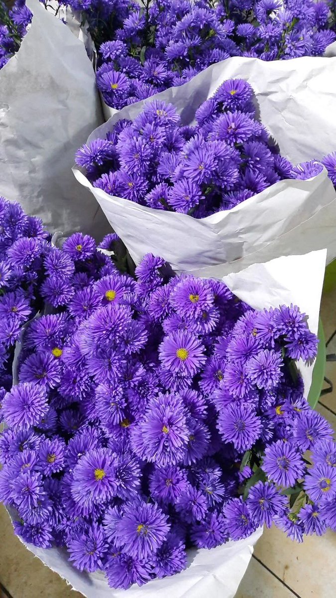 violettweets_'s tweet image. aster or tulips?