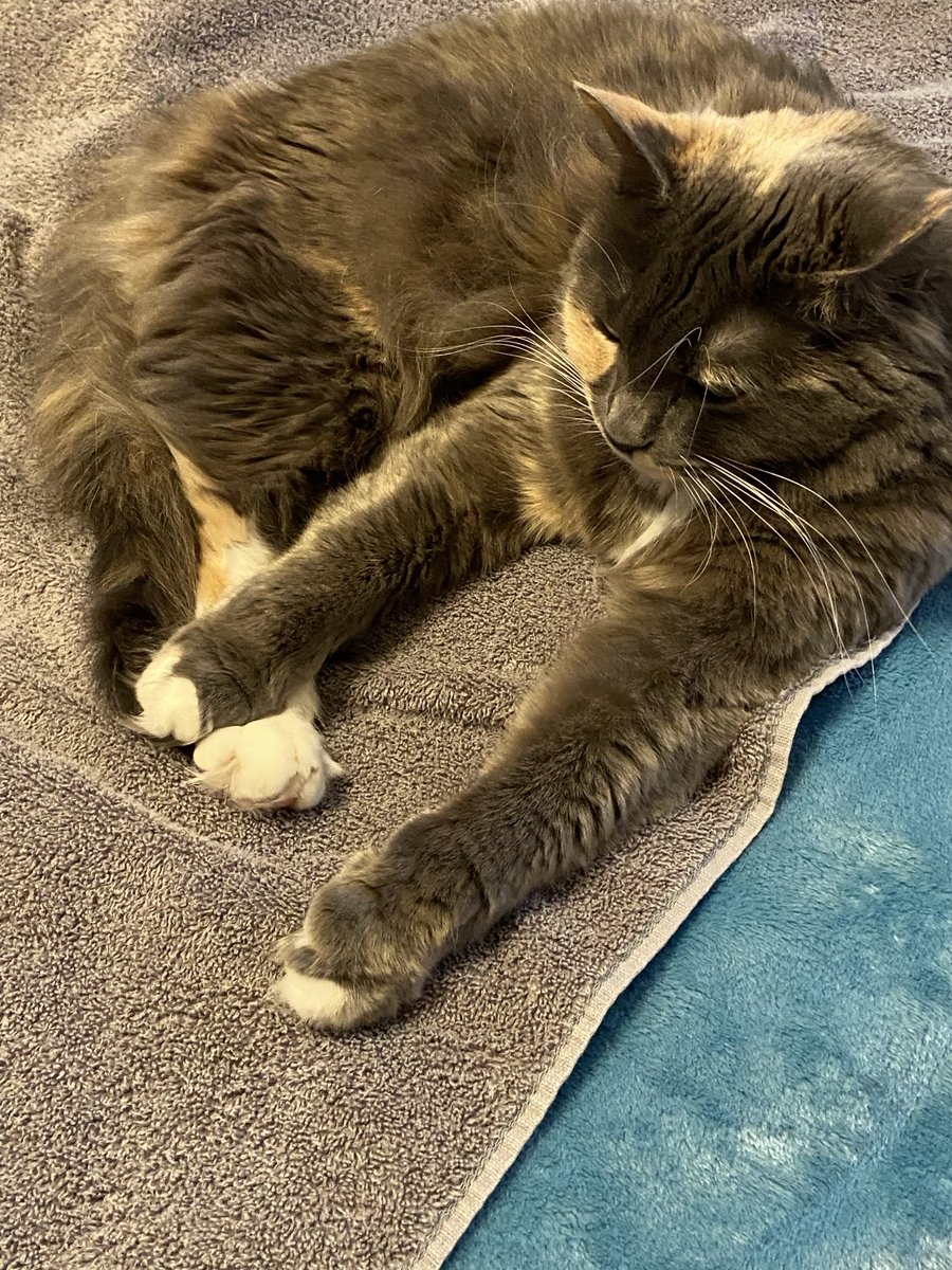 DianeK40697479's tweet photo. 😸💚Happy #WiskerWednesday FurFriends!💜😽 https://t.co/tjsG6dqqDQ