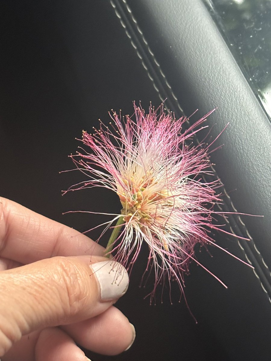 El mundo es extraño y hermoso. A veces nos deja una pequeña borla rosada sobre el vidrio y nos recuerda que incluso en la rutina —subirse al auto, ir al trabajo— puede aparecer algo delicado. #Surinamensis