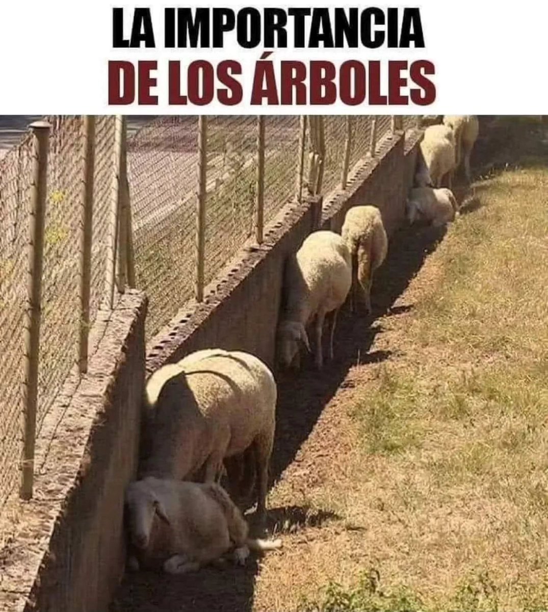 Por esta y muchas más razones, son indispensables. 🌳