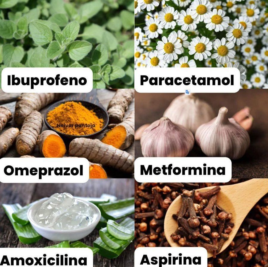 LoreCardenasX's tweet photo. Lo que muchos no saben: la naturaleza ya nos ofrece alternativas que imitan la acción de medicamentos comunes.
Aquí 6 ejemplos sorprendentes 👇 

⚡️ Ibuprofeno = Matalafi
Planta tradicional de Samoa estudiada por sus propiedades antiinflamatorias y antioxidantes. En investigaciones, mostró efectos similares al ibuprofeno en la reducción de la inflamación. 

⚡️ Paracetamol = Manzanilla
La infusión de manzanilla calma dolores leves y ayuda a bajar la fiebre. Además, relaja el sistema nervioso y favorece el sueño. 

⚡️ Omeprazol = Cúrcuma
El cúrcuma protege la mucosa gástrica, reduce la acidez y combate la inflamación digestiva gracias a la curcumina. Un aliado natural para el estómago. 

⚡️ Metformina = Ajo
El ajo ayuda a regular los niveles de glucosa en sangre y mejora la sensibilidad a la insulina. También fortalece el sistema inmunológico.

⚡️ Amoxicilina = Sábila (Aloe vera)
La sábila tiene propiedades antibacterianas y cicatrizantes. Se usa tanto en la piel (heridas, quemaduras) como a nivel interno para reforzar defensas. 

⚡️ Aspirina = Clavos de olor
Contienen eugenol, un compuesto con acción analgésica y anticoagulante natural. Alivian dolores leves y ayudan a mejorar la circulación.