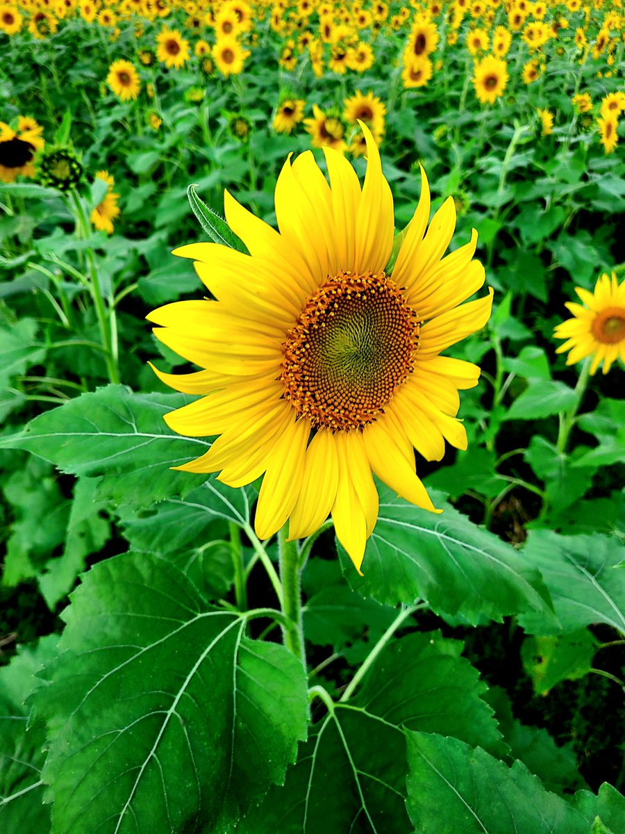 Flowers Community on X - 139.5K Members