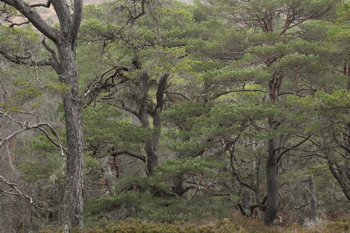 Alan Watson Featherstone tweet media