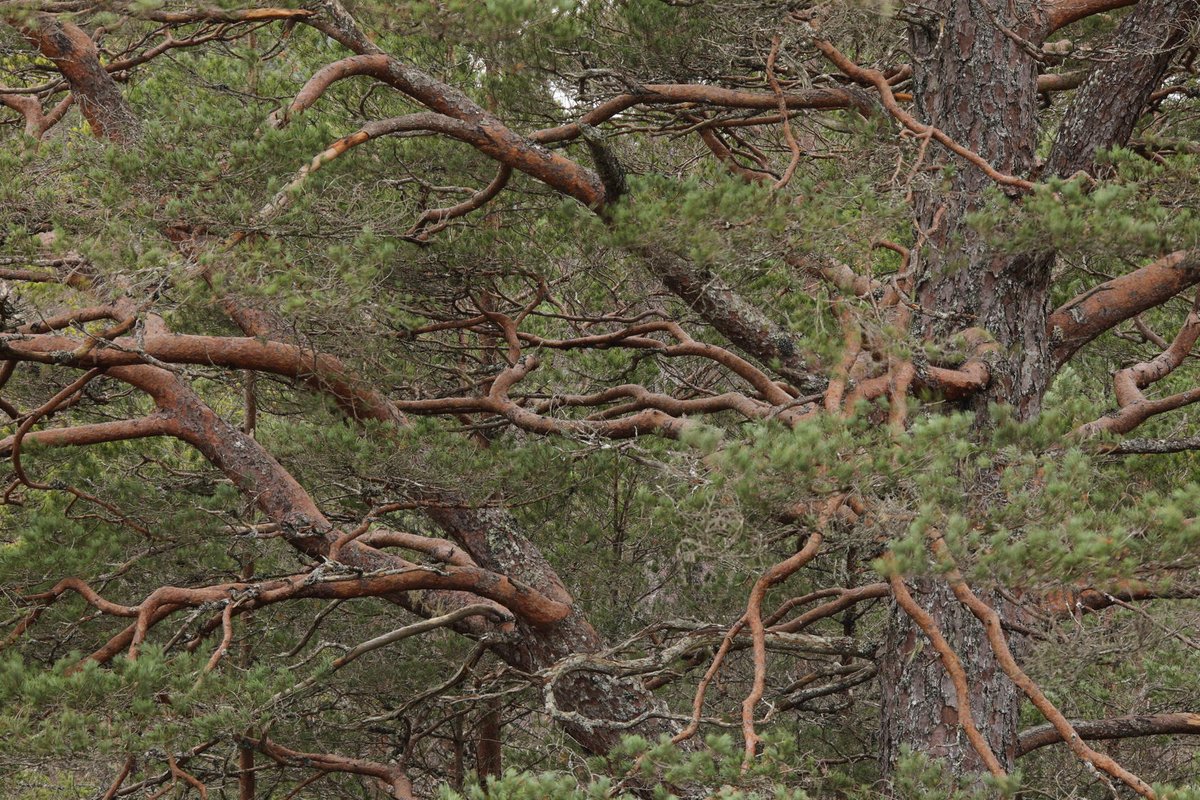 Alan Watson Featherstone tweet media