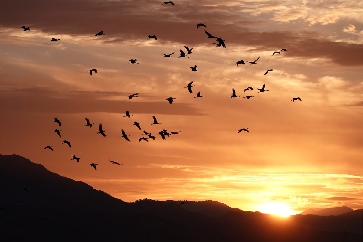 ELBF2010's tweet photo. Arasaki has been kind to our Bird's Wildlife &amp; Nature Tours adventure with not only 12000 Cranes of 6 species but singles of 3 rare Geese, various Buntings, Raptors, Rails &amp; Gulls, &amp; vagrant flocks of 11 Chinese Grosbeaks and 22 Red-billed Starlings! Hokkaido is calling next https://t.co/bca2HwZOHB