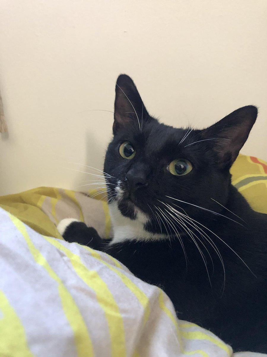 ProjectMEOW's tweet image. Around 1 year old, fully vetted and ready for her forever home. Give this milk-mustached beauty the chance she deserves. 🐾

#ProjectMeow #WestPhillyCats #TuxieCat #AdoptDontShop #RescueCats #FosterCats #CatAdoption(2)