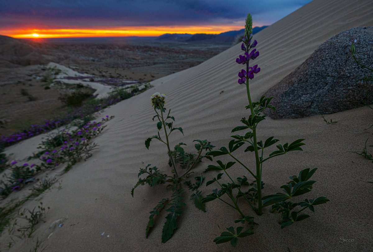 Overcast sunrise this morning in the Borrego Badlands (Photo: Sicco Rood).