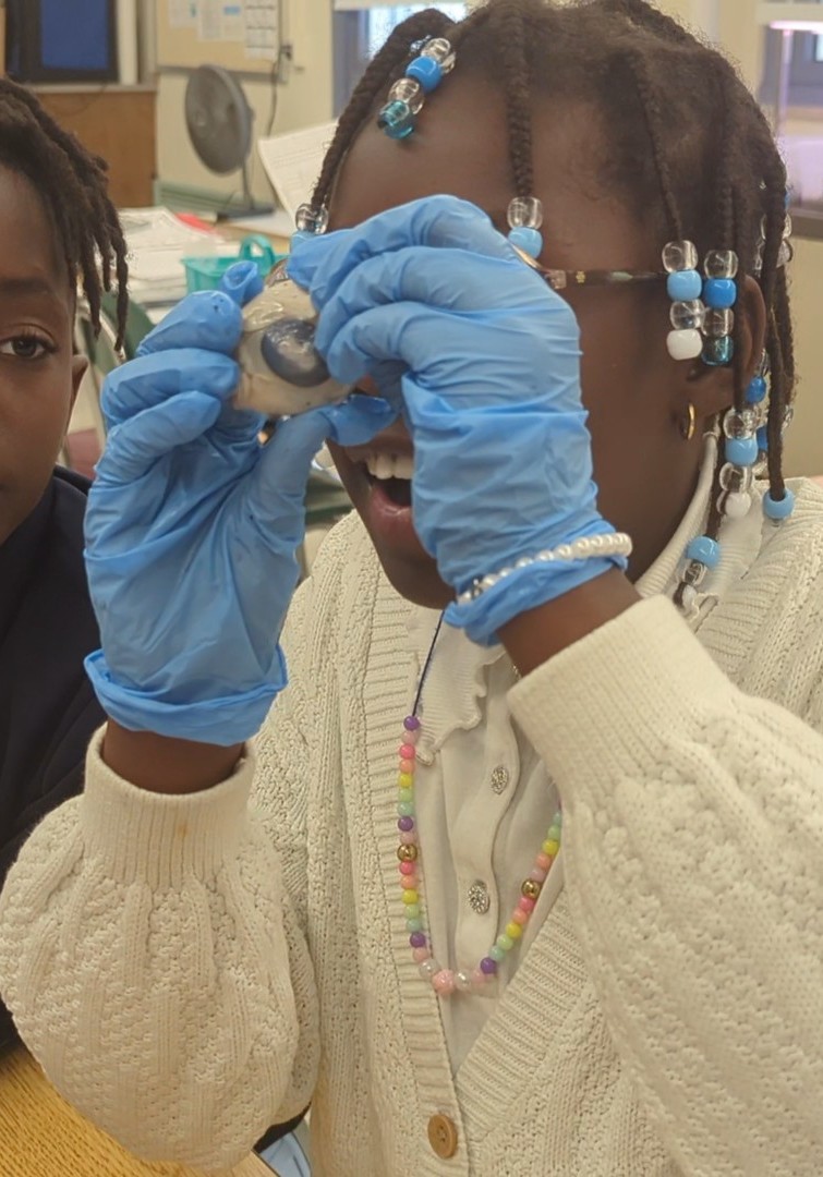 SciWorkshop's tweet photo. In our Structure and Function lab, 4th graders got a hands-on look at how eyes work, literally! Students carefully explored sheep eyeballs, discovering the lens, peering through the pupil, and examining the intricate details of the iris.
#PCSW #Pittsburgh #ScienceWorkshop #STEM https://t.co/F7L1Xx1dNm
