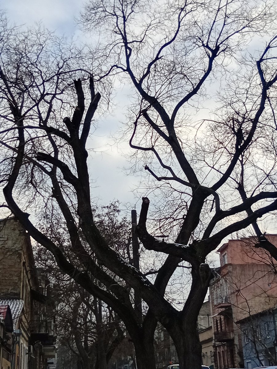 Катерина Галич tweet media