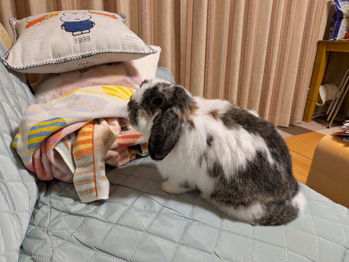 もも♀🍑@うさぎパパ (@momorabbit21) / Posts / X