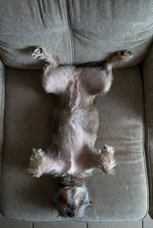 Treasure Tails tweet media