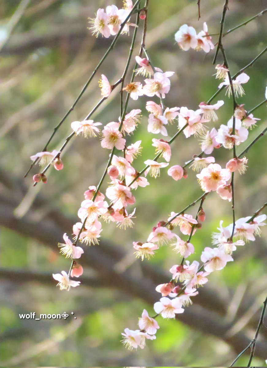 ryu ryu 🍥 ❌No DMs please🍥🐯🎹🎸 fx 🍚🌼🍺… (@ryuryu20981567