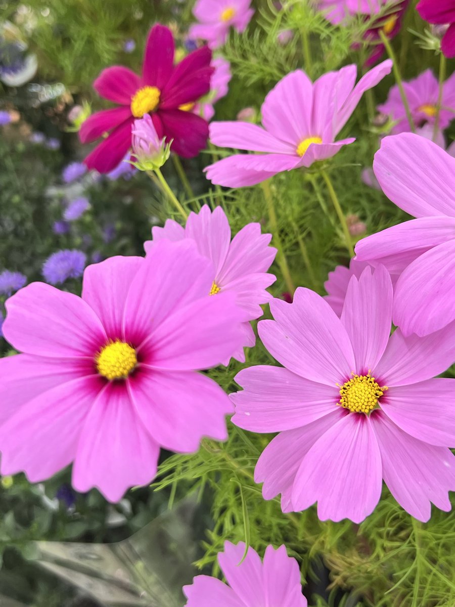 かっぱプロジェクト【公式】 (@Kappa002S) / Posts / X