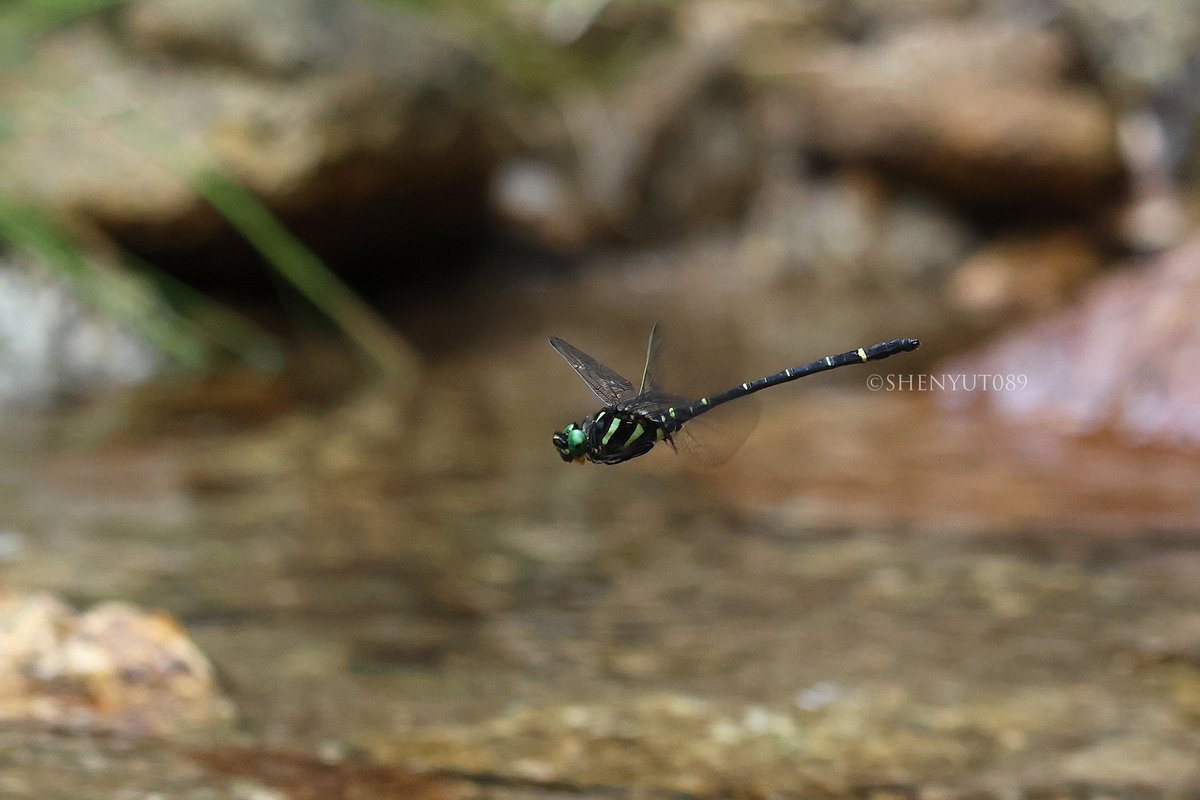 shenyut89's tweet photo. 高翔裂唇蜓 Watanabeopetalia soarer♂
一种栖息在华中南部高海拔山区的裂唇蜓，可能和华西的W. usignata是同物异名关系。
2025.7 https://t.co/ay5KjyufFq