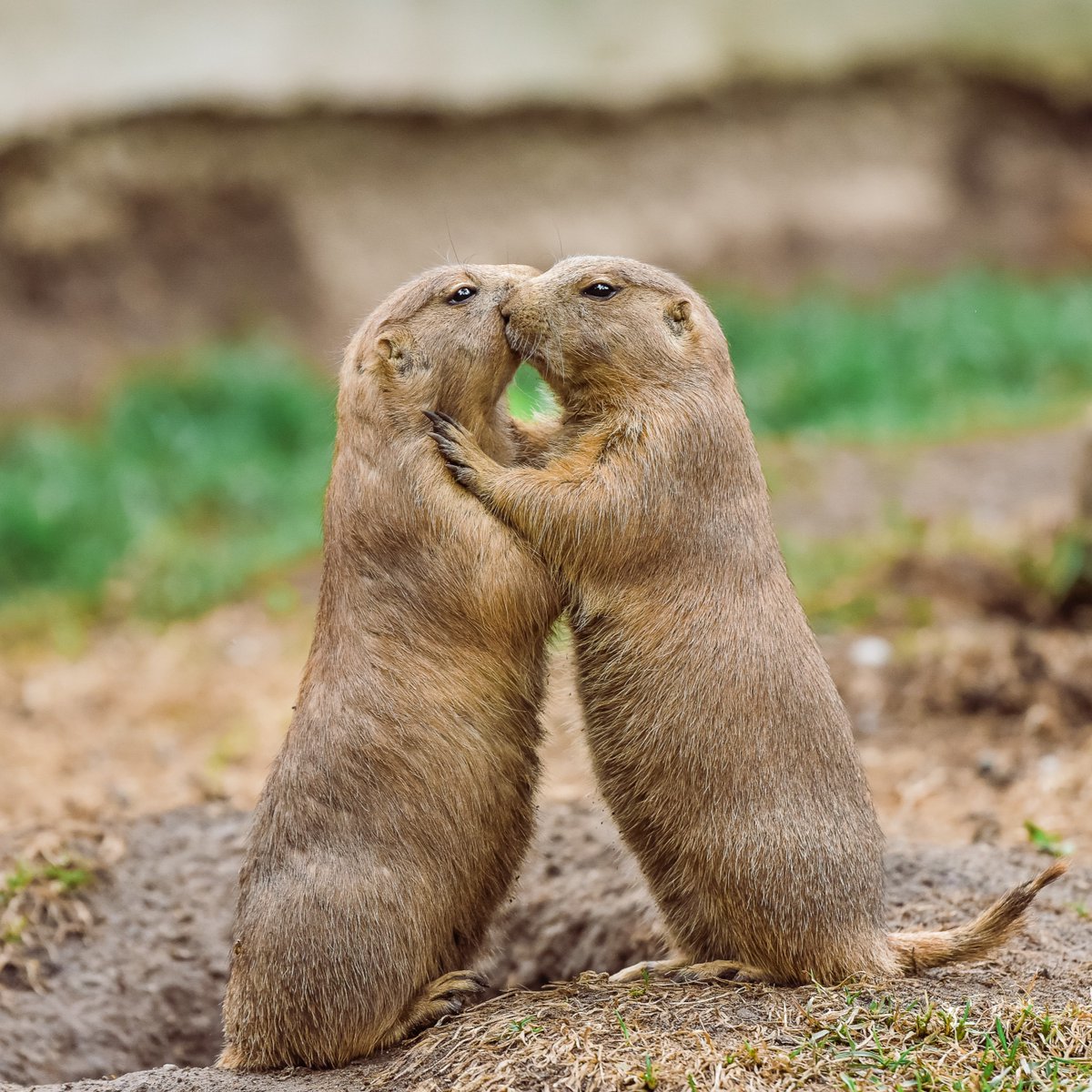 Curiosity tweet media