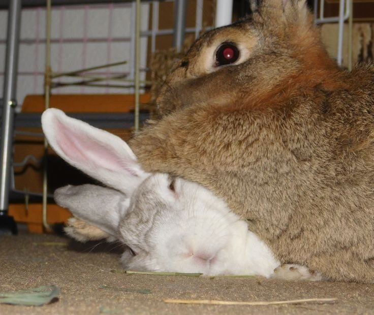 Bunnies (@bunnies) on Twitter photo 