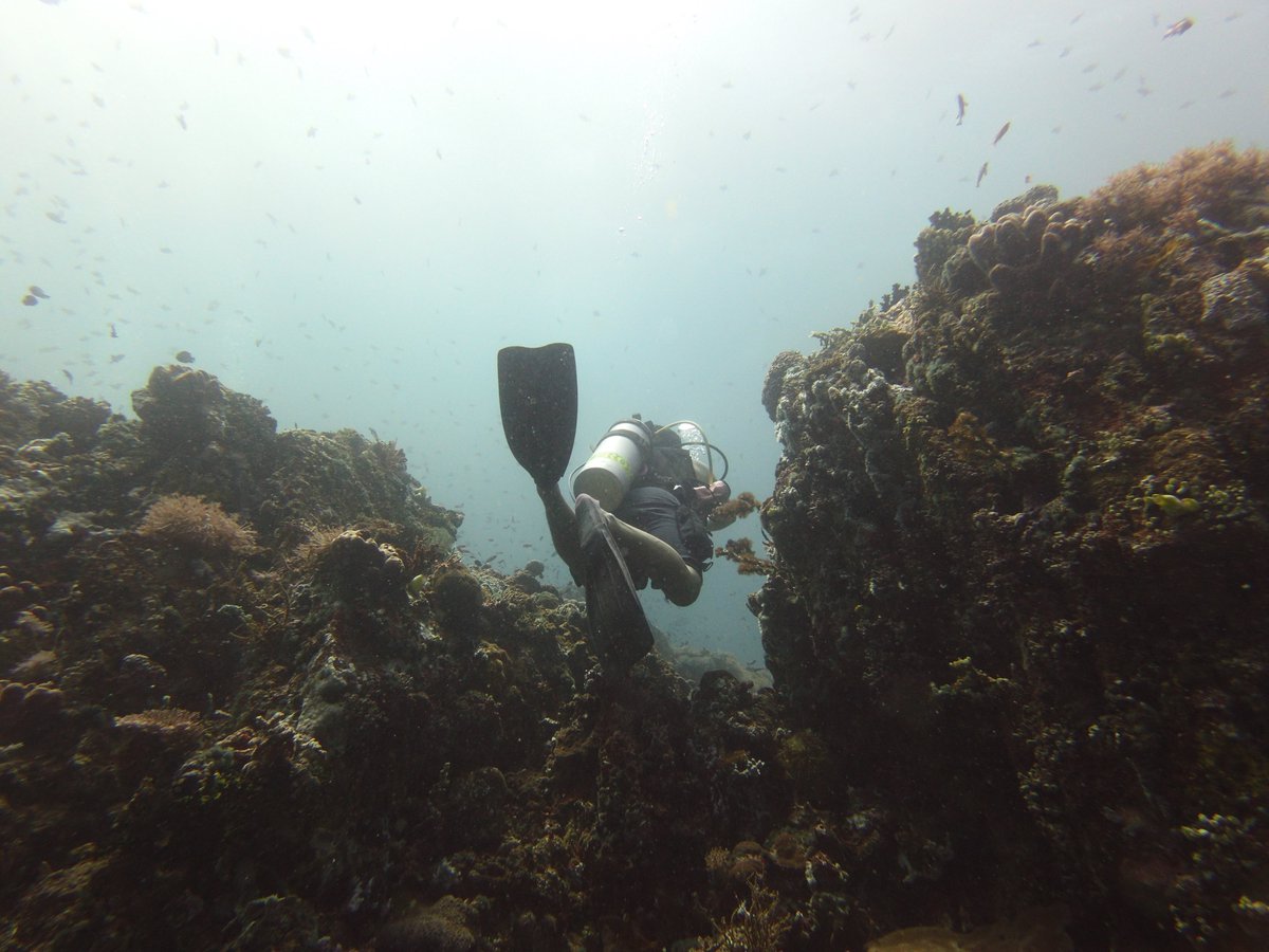 Scuba diving off Verde Island in the Philippines is like nothing else. #VerdeIsle #Phlippines #scubadiving #NaturePhotography #nature