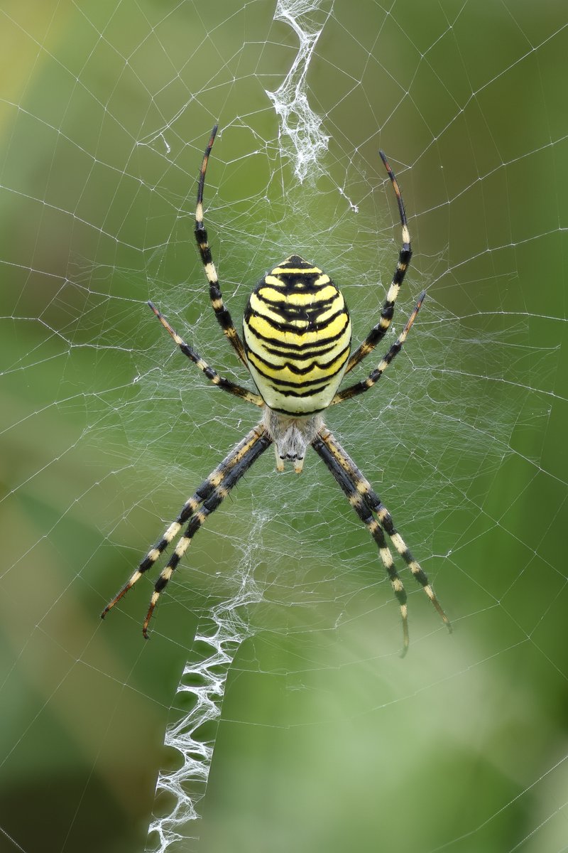 Dave O'Brien tweet media