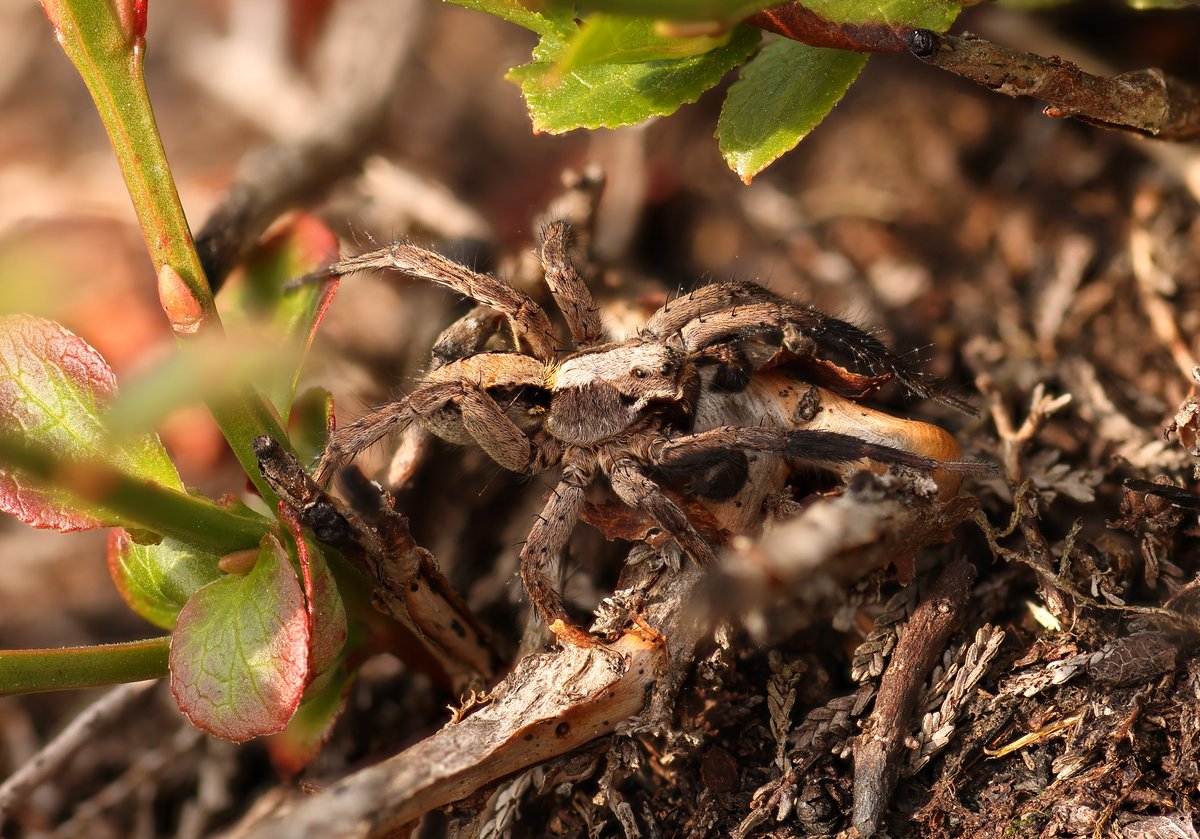 Dave O'Brien tweet media