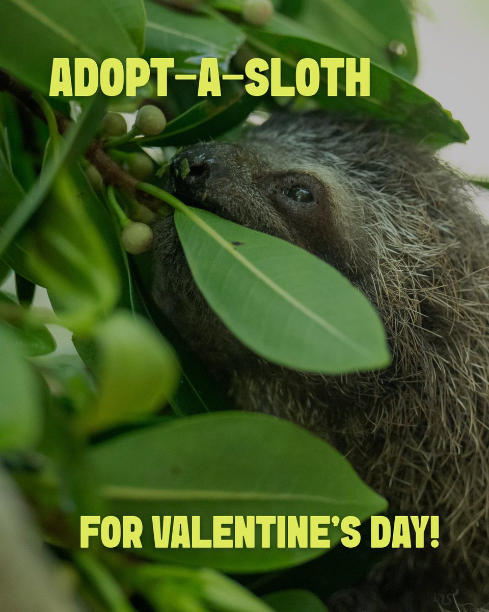 The Sloth Institute tweet media
