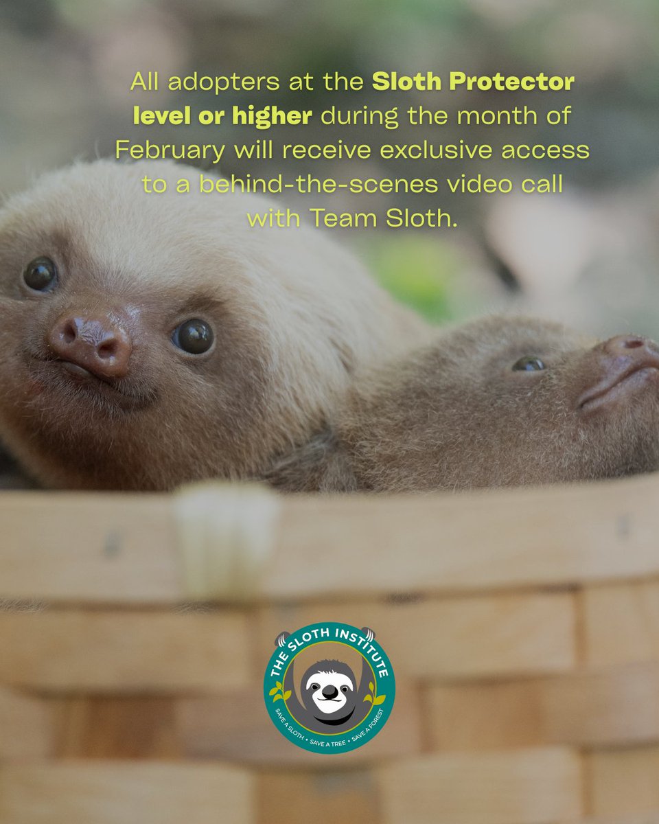 This February, adopt at the Sloth Protector level or higher, and join us for a behind-the-scenes video call... Link in our bio to adopt a sloth today! 💌 

#ValentinesDay #SaveSloths #SlothConservation #TeamSloth #NotAPet #BornToBeWild #TheSlothInstitute #CostaRica