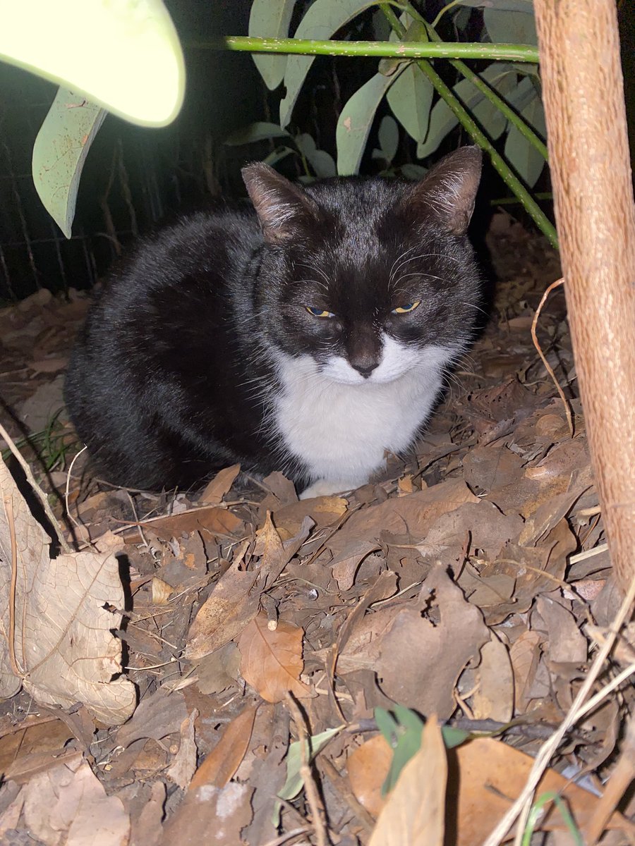 にゃん太郎 (@nyannyan__taro) / Posts / X