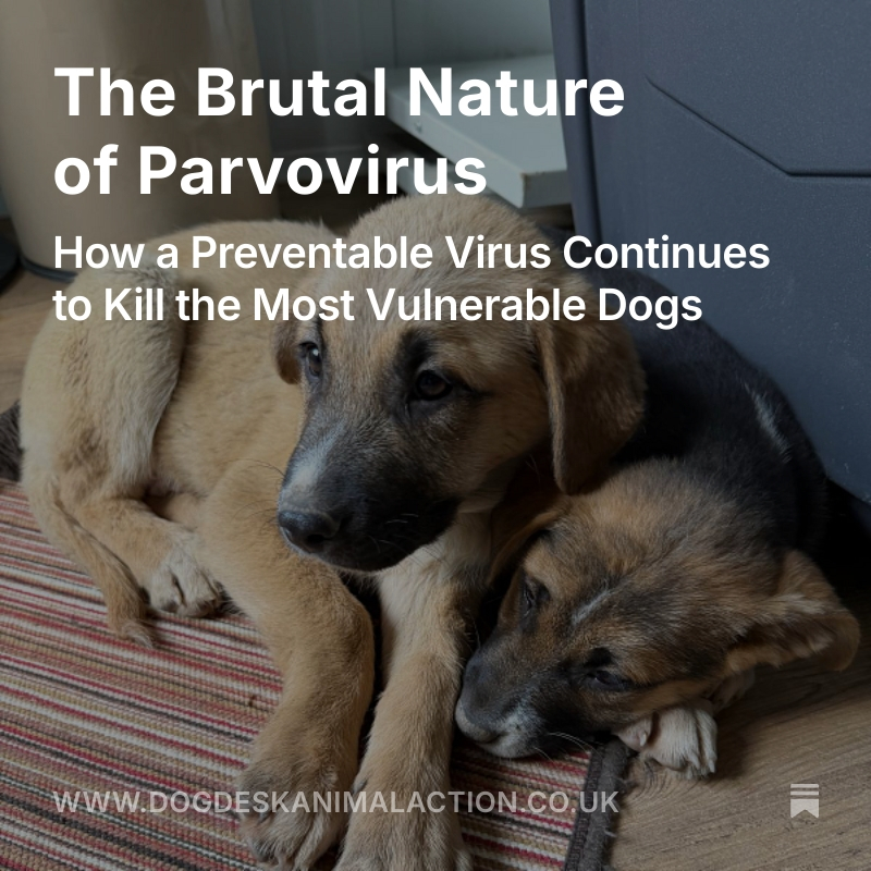 DogDeskAction's tweet photo. The brutal truth about Parvovirus ππΎ a highly contagious, devastating disease that steals so many young lives before they even get a chance.
π https://t.co/sQXf7NCvz9
#DogHealth #StopParvo πβπ¦Ί https://t.co/kO8WTmjyXV