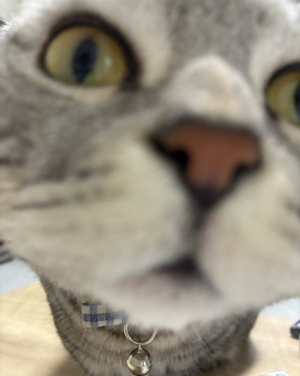 patchanshowroom's tweet image. おはよー(圧)
ご飯の時間だよ(圧)

- - - - - - - - - - - - - - - - - 
今日のイベント配信は18:05～です
(20時枠はお休み)